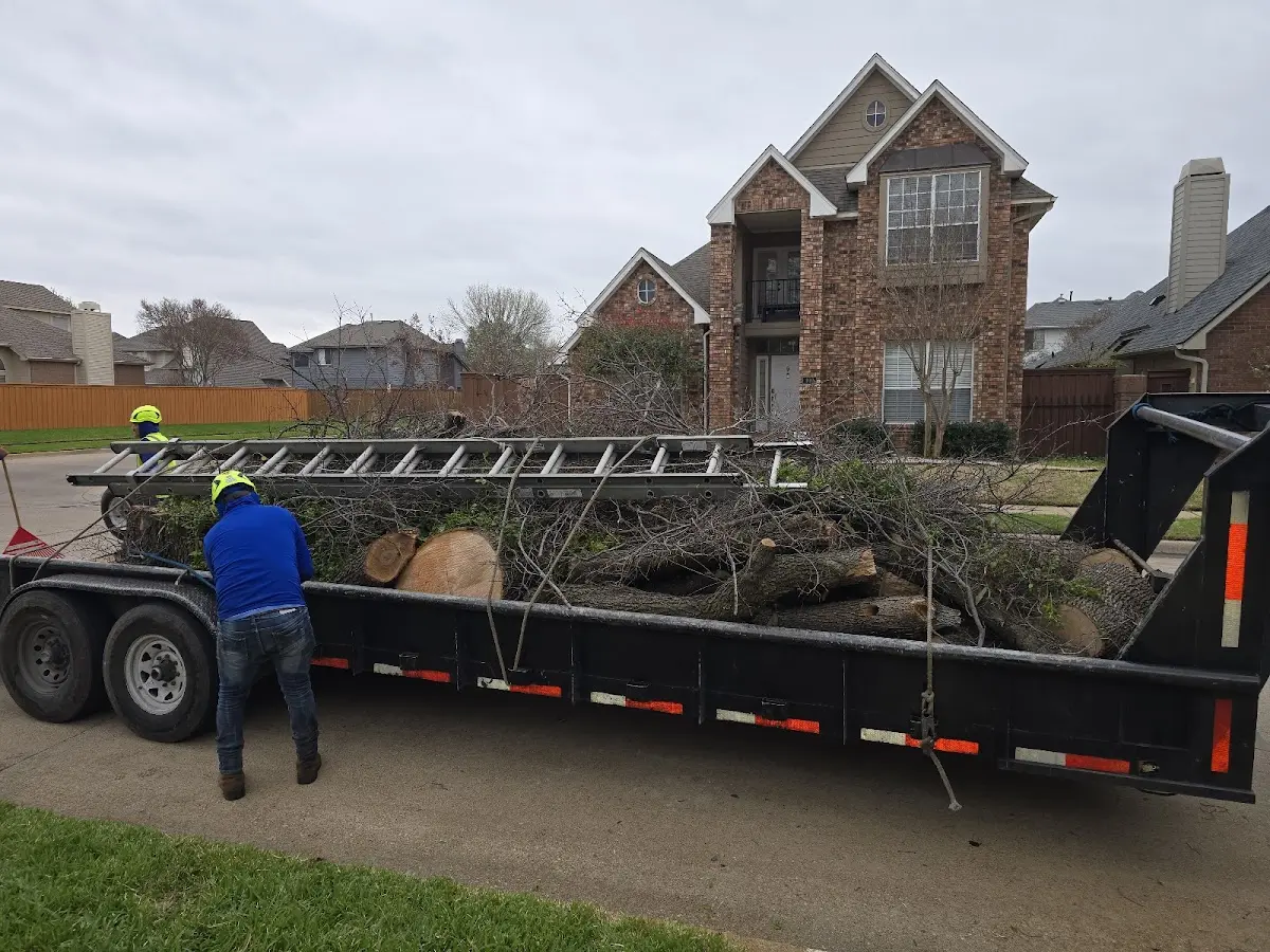 Expert Tree Removal with proper safety equipment in Kerens